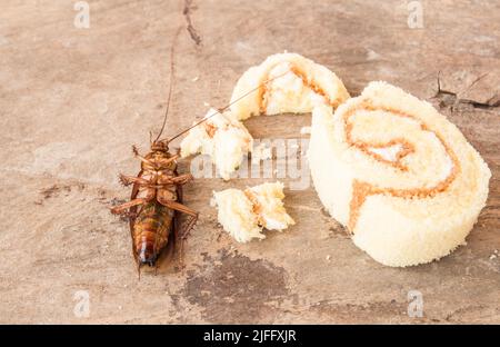 Kakerlake tot auf alten Holztisch Hintergrund Stockfoto