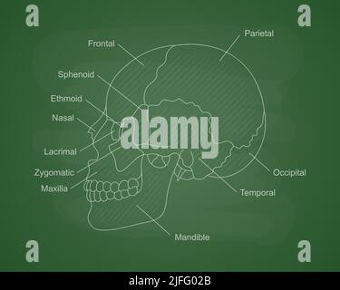 Menschliche Schädelknochen Anatomie auf einem grünen Schulbrett. Menschliches Kopfdiagramm mit Knochenbeschreibung. Pädagogische Inhalte für die medizinische Universität. Stock Vektor