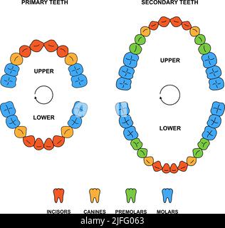 Anatomie der Kiefer von Erwachsenen und Kindern mit Beschreibungen. Farbige Darstellung von Schneidezähnen, Eckzähnen, Prämolaren und Molaren. Sekundäre und primäre Zähne Silhouette Stock Vektor