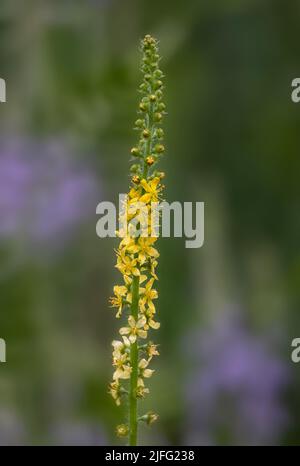 Nahaufnahme der Blütenspitze der Agrimony (Agrimonia eupatoria) im Sommer Stockfoto