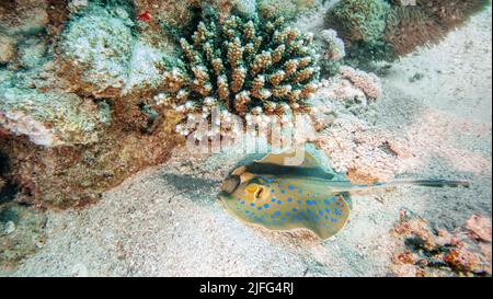Blauer Fleckstrahl im Roten Meer Ägypten Stockfoto