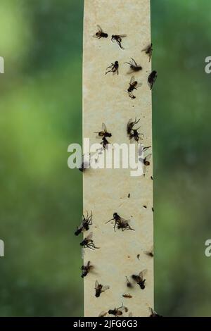 Tote Fliegen auf Klebebändern. Flipper, Klebeband. Falle für Fliegen und Insekten. Fliegen stecken, Falle für Insekten. Viele Fliegen kleben auf die gelbe Straße Stockfoto