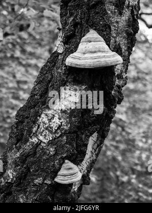 Pilz auf Birkenbaum-Stamm Detail mit Rindenstruktur in Schwarzweiß bei Karlovy Vary, Tschechische Republik Stockfoto