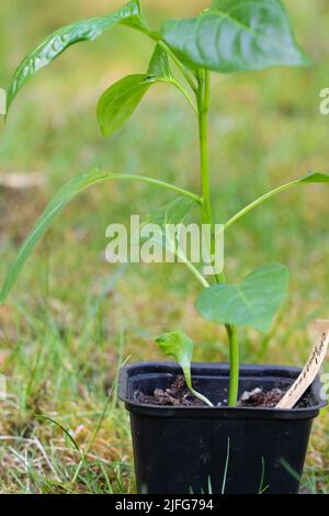 Foto einer grünen Chilischote in einem Topf für den Anbau ökologischer Lebensmittel Stockfoto