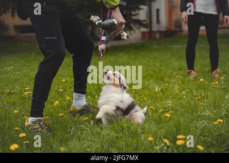 Der junge australische Schäferhund spielt mit seinem Meister herum. Tauziehen um ein Spielzeug. Eine junge Hündin, die läuft und springt. Stockfoto