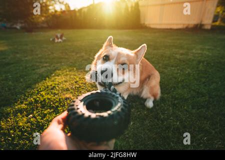 Lustig lächelnder welsh pembroke Corgi, der an einem sonnigen Tag mit Hundespielzeug im Freien spielt. Der Besitzer spielt mit seinem niedlichen Hund. Hund mit Spielzeug im Mund Stockfoto