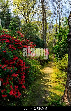 Bunte Rhododendren, Kamelien und Azaleen in voller Blüte im bewaldeten Greencombe Garden, in der Nähe von Porlock, Somerset, England, Großbritannien Stockfoto