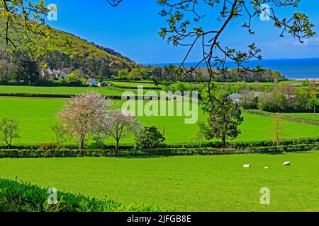 Ein blühender Kirschbaum entlang der Zufahrtsstraße zum Greencombe Garden mit dem Bristol Channel Beyond, in der Nähe von Porlock, Somerset, England, Großbritannien Stockfoto