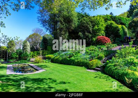 Ein farbenprächtiger roter Miniatur-acer-Baum und Zierteich im bewaldeten Greencombe Garden, in der Nähe von Porlock, Somerset, England, Großbritannien Stockfoto