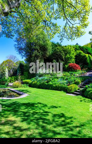 Ein farbenprächtiger roter Miniatur-acer-Baum und Zierteich im bewaldeten Greencombe Garden, in der Nähe von Porlock, Somerset, England, Großbritannien Stockfoto