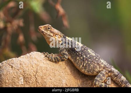 Die Europäische Agama-Eidechse sitzt auf einem Stein vor dem Hintergrund der Natur Stockfoto