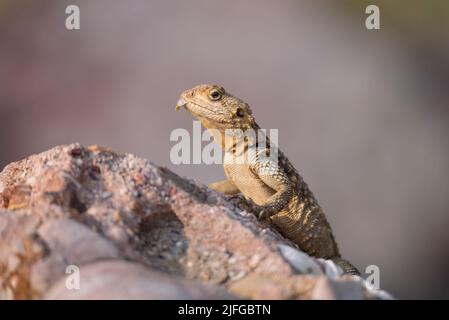 Die Europäische Agama-Eidechse sitzt auf einem Stein vor dem Hintergrund der Natur Stockfoto