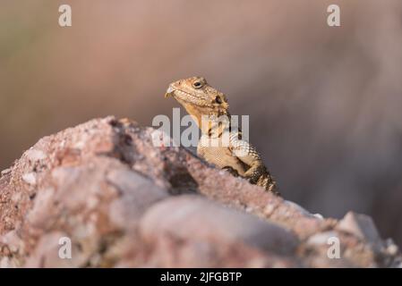 Die Europäische Agama-Eidechse sitzt auf einem Stein vor dem Hintergrund der Natur Stockfoto