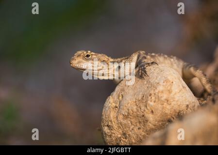 Die Europäische Agama-Eidechse sitzt auf einem Stein vor dem Hintergrund der Natur Stockfoto