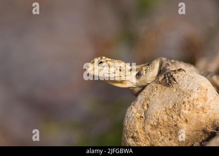 Die Europäische Agama-Eidechse sitzt auf einem Stein vor dem Hintergrund der Natur Stockfoto