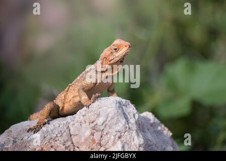 Die Europäische Agama-Eidechse sitzt auf einem grauen Stein vor dem Hintergrund der Natur Stockfoto