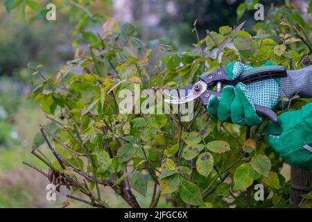 Gartenschneider Rosensträucher im Herbst. Herbst Schneiderrosen Stockfoto