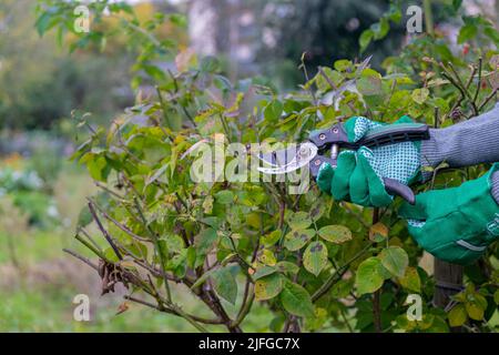 Gartenschneider Rosensträucher im Herbst. Herbst Schneiderrosen Stockfoto