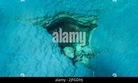 Clownfische schwimmen auf Anemone im Riss einer harten Koralle (Porites lutea). Anemonefisch im Roten Meer oder Dreibänderanemonefisch (Amphiprion bicinctus). Rsd Stockfoto