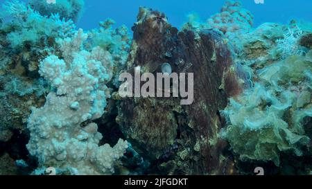 Portrait des großen roten Octopus sitzt auf dem Korallenriff. Common Reef Octopus (Octopus Cyanea), Nahaufnahme. Rotes Meer, Ägypten Stockfoto