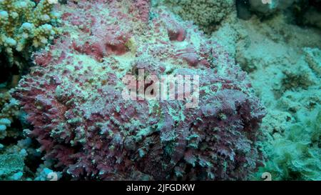 Nahaufnahme von rosa Steinfischen liegt auf Korallen. Riffsteinfisch (Sylancia verrucosa). Rotes Meer, Ägypten Stockfoto