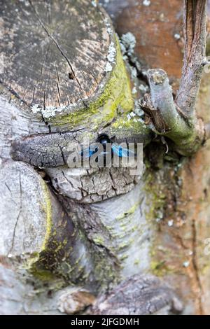 Eine wunderschöne blaue Holzbiene arbeitet am Stamm eines alten Baumes. Stockfoto