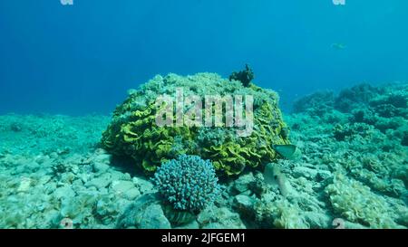 Einst ist das wunderschöne Korallenriff durch Eutrophierung mit Algen überwuchert (Zunahme der organischen Substanz im Meerwasser) Braunalge Pfauenschwanz ( Stockfoto