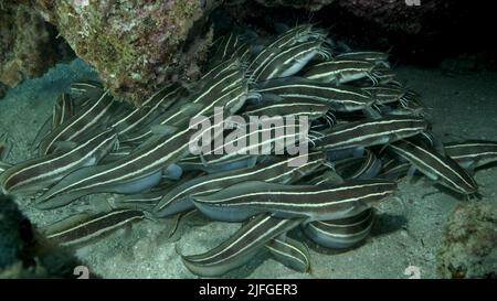 Die Schule der gestreiften Wels versteckt sich in einer Korallenhöhle. Gestreifter Aalwels (Plotosus lineatus), Nahaufnahme. Rotes Meer, Ägypten Stockfoto