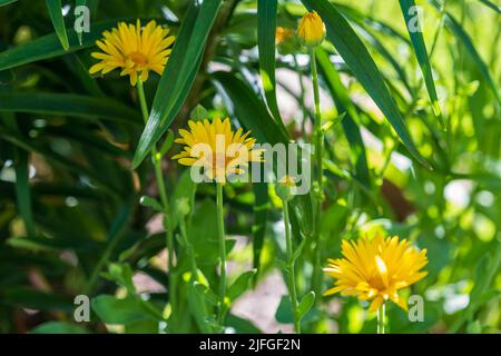 Mehrere Catsear-Blumen wachsen in der Ecke des Gartens Stockfoto