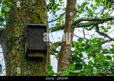 Foto eines alten Feeders im Wald. Nahaufnahme. Stockfoto