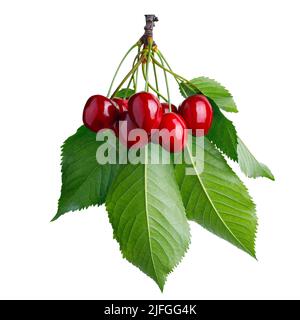 Rote Kirschen auf Zweig mit Blättern isoliert auf weiß Stockfoto