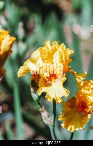 Gelbe Irisblüte blüht im Frühling im Garten, Nahaufnahme Stockfoto