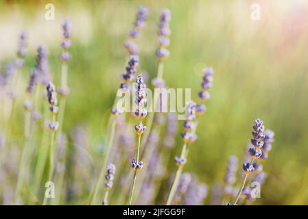 Lavendel blüht im Sonnenlicht, Nahaufnahme. Selektiver Fokus. Stockfoto