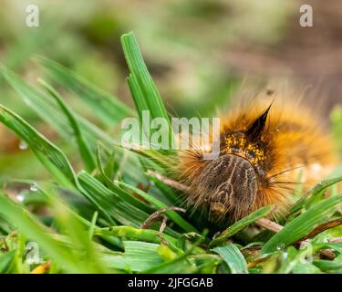 Nahaufnahme einer haarigen Raupe der Betrunkenmotte, Euthrix potatoria, die im Gras kriecht Stockfoto