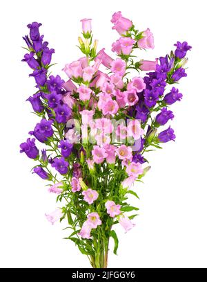 Campanula mittlere Blüten isoliert auf weißem Hintergrund. Bouquet von Canterbury Glocken oder Glockenblume Stockfoto