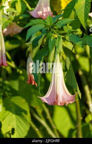 Schöne Brugmansia - Engel Trompeten Blumen blühen in ihrer natürlichen Umgebung im Garten Stockfoto