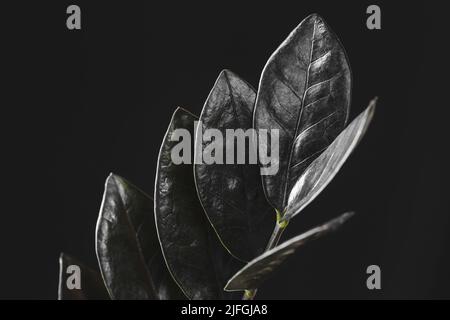 Zamioculcas Zamiifolia Raven, Topfpflanze mit schwarzen Blättern auf schwarzem Hintergrund mit Kopierraum. Gruselige dunkle Pflanzen Kollektion Stockfoto