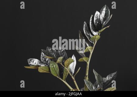 Zamioculcas Zamiifolia Raven, Topfpflanze mit schwarzen Blättern auf schwarzem Hintergrund mit Kopierraum. Gruselige dunkle Pflanzen Kollektion Stockfoto