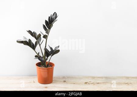 Zamioculcas Zamiifolia Raven, Topfpflanze mit schwarzen Blättern auf grauem Hintergrund mit Kopierraum. Gruselige dunkle Pflanzen Kollektion Stockfoto