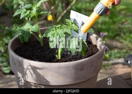 Eine Nahaufnahme der Schlauchwässeranlage im Topf Stockfoto
