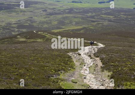 Zwei Läufer steigen vom Gipfel von Carn Liath nach Glen Tilt in der Nähe von Blair Atholl im schottischen Cairngorms ab Stockfoto