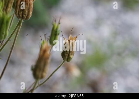 Eine Nahaufnahme von Blumenköpfen in einem Garten Stockfoto