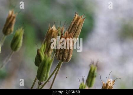 Eine Nahaufnahme von Blumenköpfen in einem Garten Stockfoto