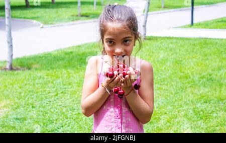 Ein Kind erntet Kirschen im Garten. Selektiver Fokus. Essen. Stockfoto