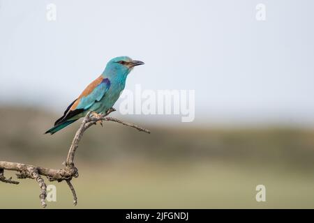 Europäische Walze, Coracias garrulus, auf einem Ast, Montgai, Katalonien, Spanien Stockfoto