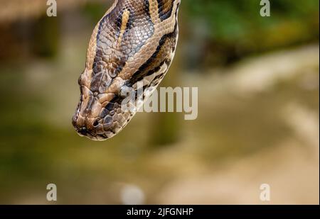 Ein Porträt mit flachem Fokus auf dem Kopf einer zentralafrikanischen Felspython mit unscharfem Hintergrund Stockfoto