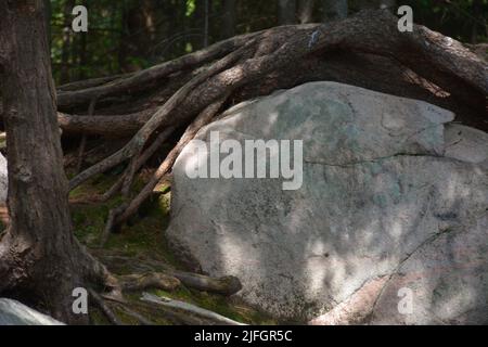 Kiefernwurzeln wachsen um einen großen Granitfelsen Stockfoto