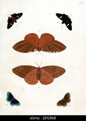 Die Vintage handgezeichneten Illustrationen von Schmetterlingen aus einem alten Buch Stockfoto