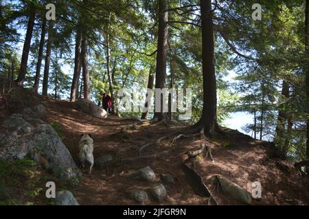 Kiefernwurzeln wachsen um einen großen Granitfelsen Stockfoto