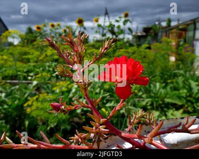 An einem sonnigen Sommertag blühen purslane, rot-weiße Blüten im Garten. Portulaca oleracea, gewöhnliches Purslane, kleines Schwalbenkraut, Pursley Stockfoto